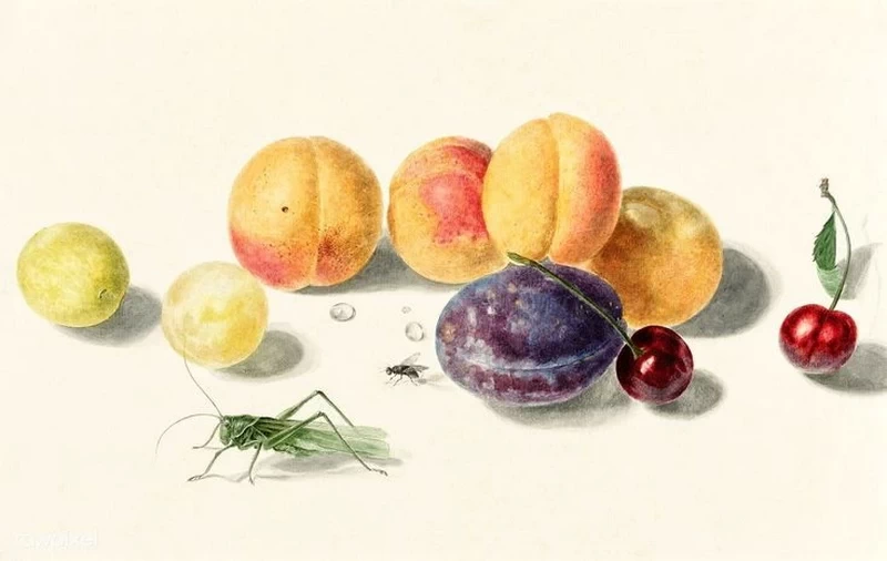 Cavalletta e frutta